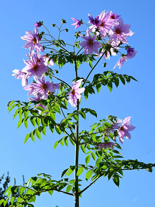 Dahlia Imperialis med höga bambuliknande stjälkar