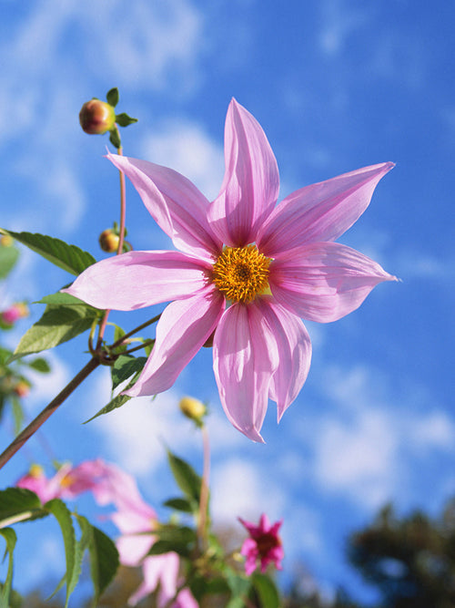 Träddahlia med lavendelrosa blommor