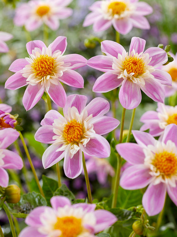 Kragdahlia Impression Famoso med gyllene mitt