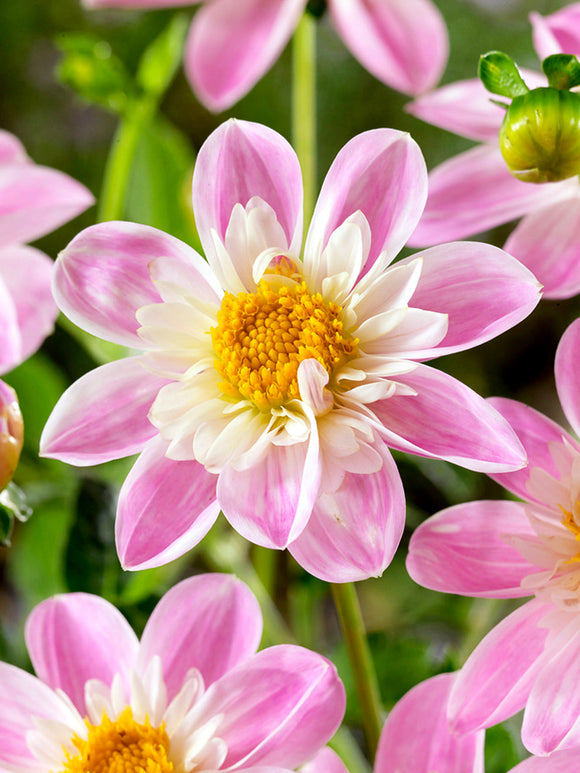 Pollinatörsvänlig dahlia i rosa nyanser