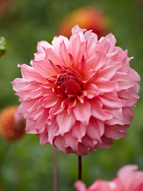 Dahlia Islander med stora snäckrosa blommor