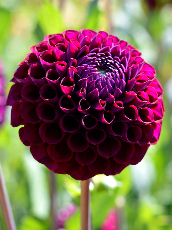 Vårplantering Dahlia Ivannetti