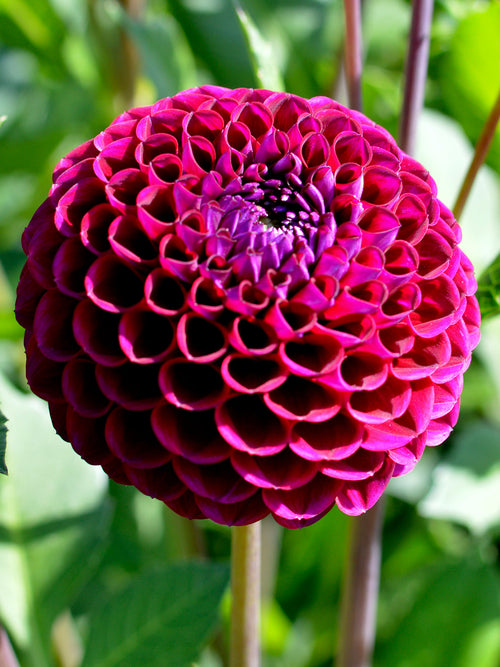 PomPon Dahlia Ivannetti