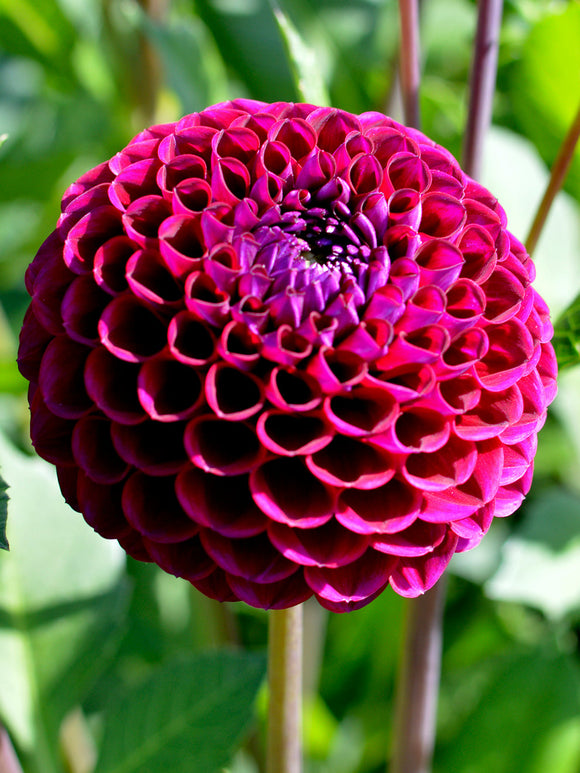 PomPon Dahlia Ivannetti
