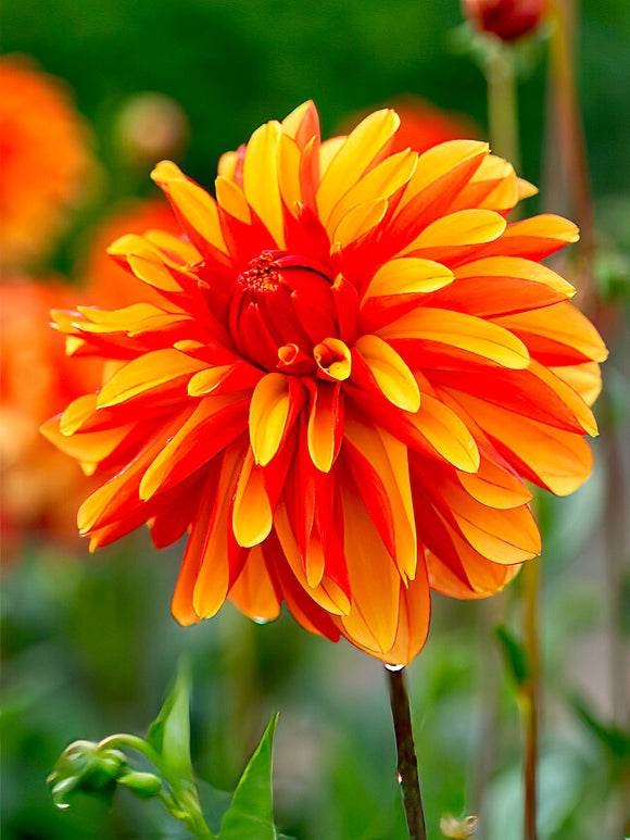 Dahlia ‘Japlou’ i orange och rött