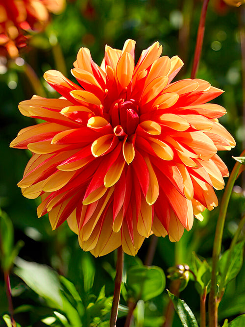 Orange dekorativ dahlia i blom