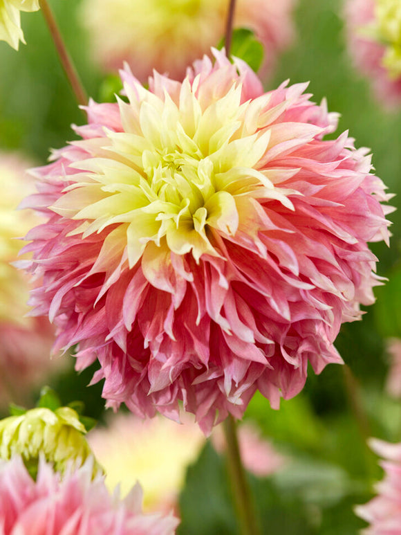 Köp Dahliaknölar Dahlia Kogane Fubuki