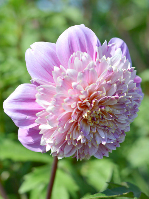Dahlia Life Style