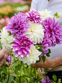 Dahlia Lilac Lace Kollektion