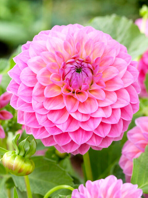 Vårplantering Dahlia Linda's Baby