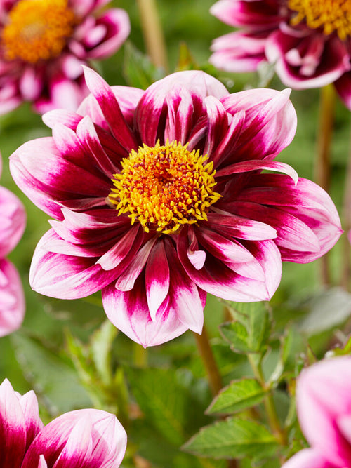 Dahlia Liquid Desire - Dahliaknölar - Köp knölar till dahlia online