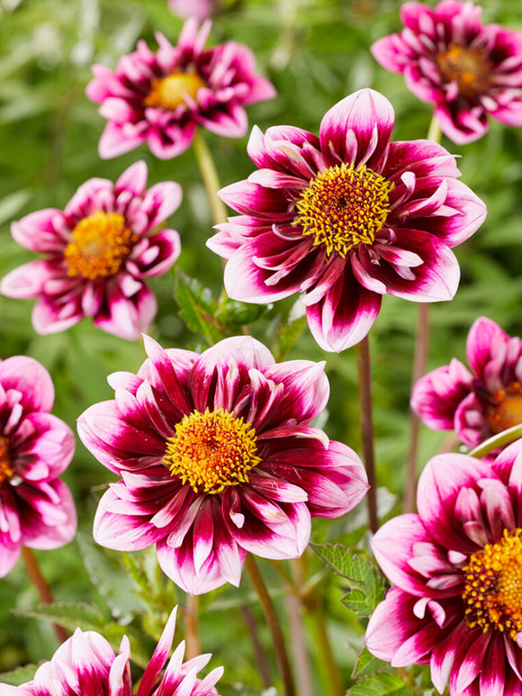 Dahliaknölar - Köp knölar till dahlia online Liquid Desire