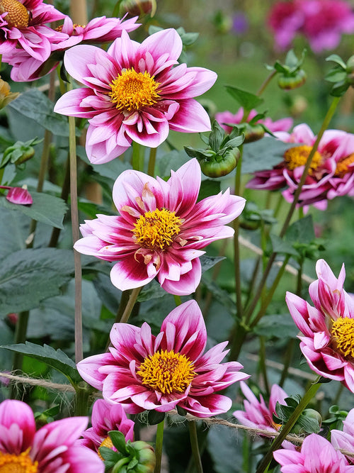 Dahlias Liquid Desire - Dahliaknölar