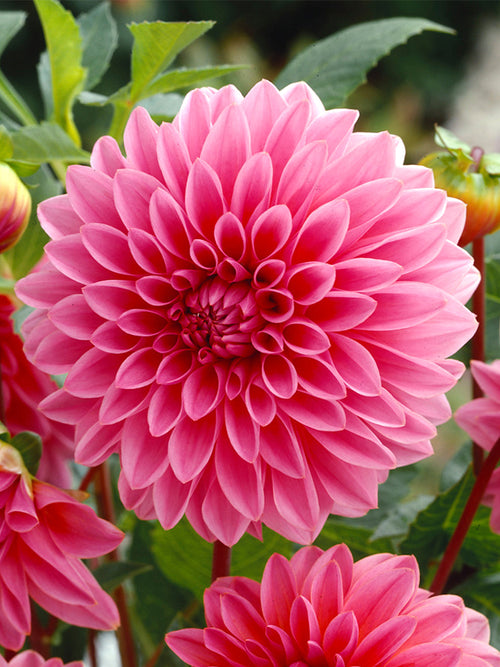 Dekorativ Dahlia Lucky Number