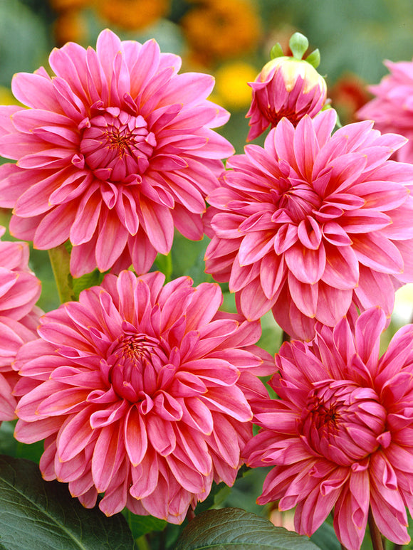 Dahlia Lucky Number