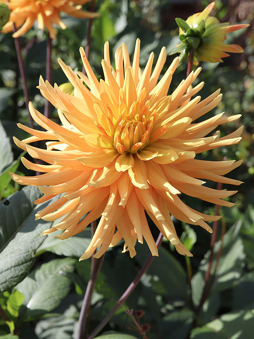Dahlia Ludwig Helfert med stora orange semi-kaktusblommor