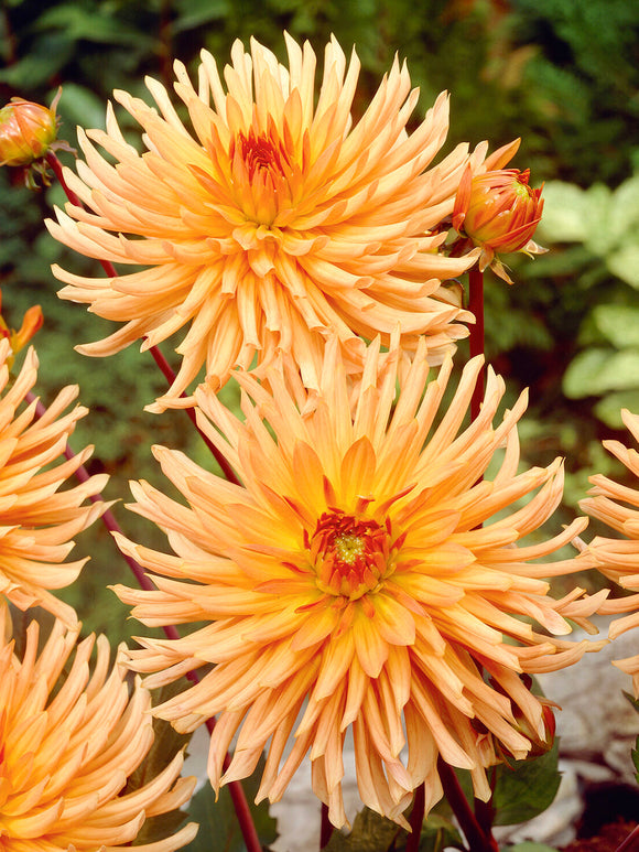 Närbild av orange blomma på Dahlia Ludwig Helfert