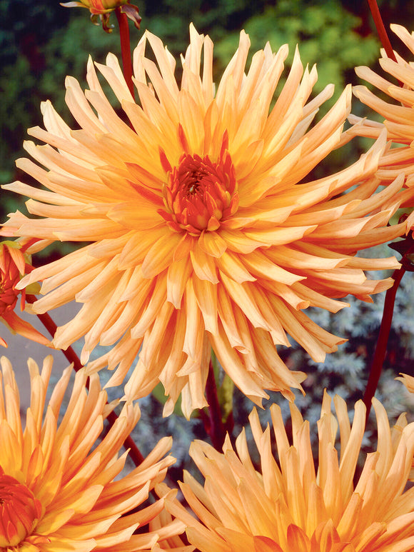 Lysande orange Dahlia Ludwig Helfert i sommarplantering