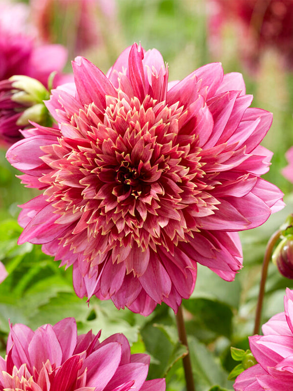 Dahlia Mambo | DutchGrown™ Sverige