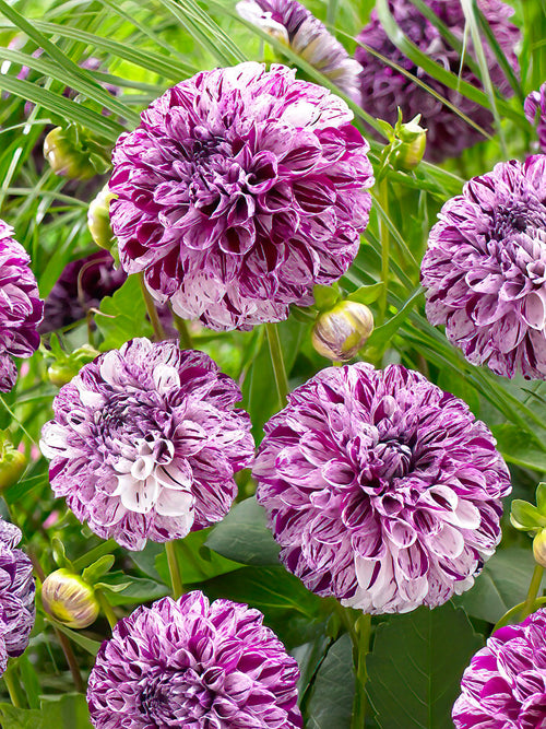 Dahlia Marble Ball
