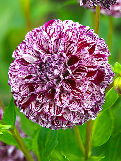 Dahlia ‘Marble Ball’ i rosa och vitt