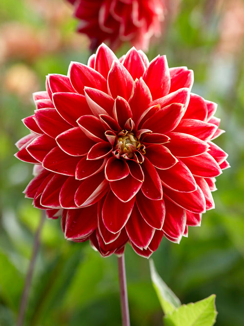 Dahlia ‘Maxime’ med tvåfärgade gula och röda blommor i sommarträdgård