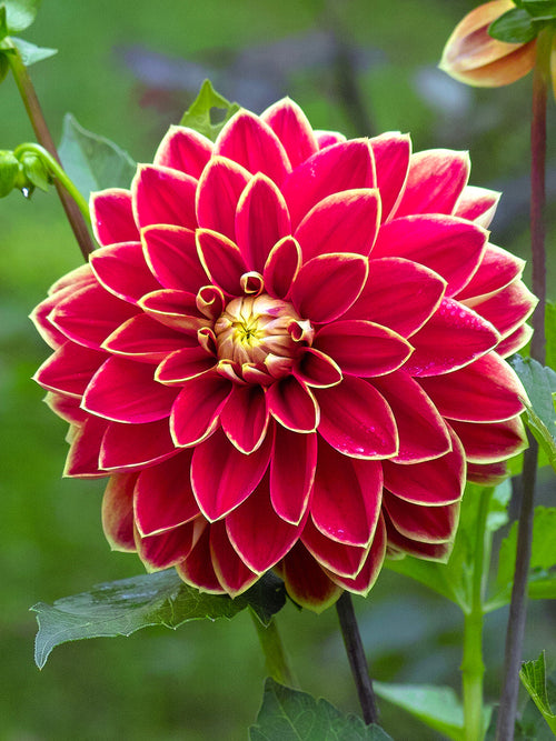 Dahlia ‘Maxime’ i full blom med starka färgkontraster i rabatt