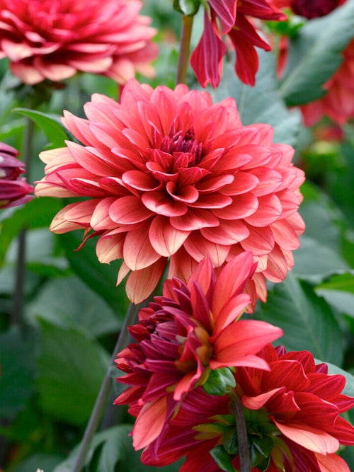 Närbild på dekorativ dahlia ‘Missis Miley’ med dämpade hallonnyanser