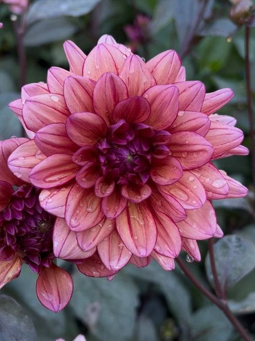 Dahlia ‘Molly Raven’ i trädgård med kontrast mellan blomma och mörka blad