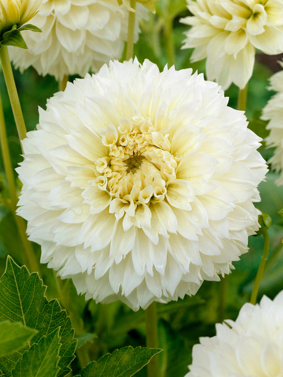 Dahlia ‘Myama Fubuki’ i vit trädgårdsplantering med pastellfärger