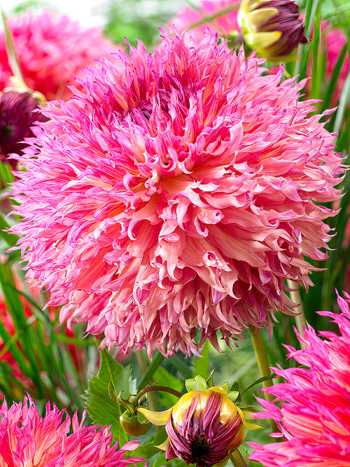 Stora fluffiga blommor av Dahlia ‘Myrtle’s Folly’