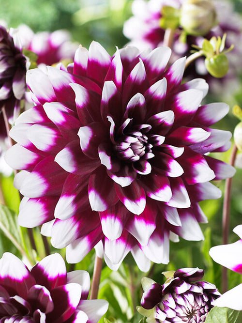 Tallriksdahlia Mystery Day