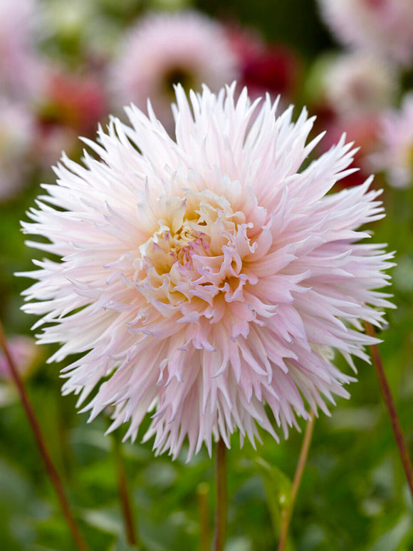 Närbild på Dahlia ‘Nadia Ruth’ med fint fransade kronblad