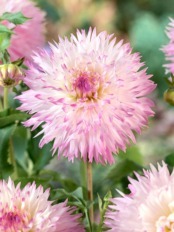 Dahlia ‘Nadia Ruth’ med stora fransiga blommor i rosa och kräm