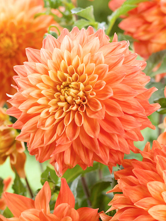 Köp dahliaknölar Neon Splenor Dahlior