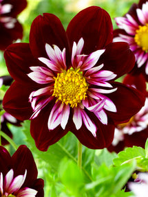 Dahlia Night Butterfly