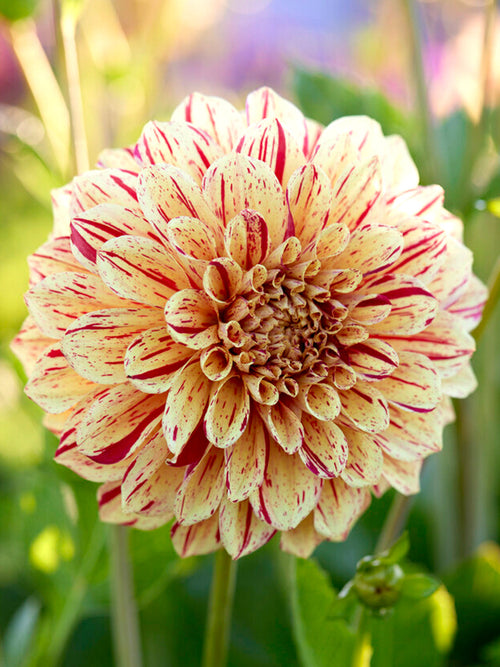 Dahlia Painted Madam - Köp dahlior på nätet