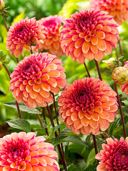 Dahlia 'Palmares' i trädgårdsrabatt