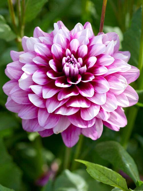 Dahlia 'Patches' Dahlia-knölar av högsta kvalitet