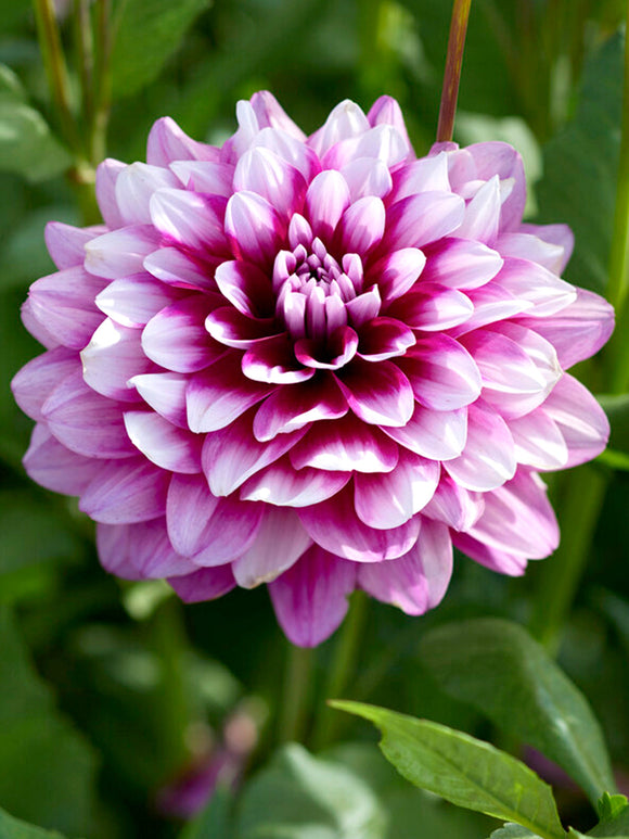 Dahlia 'Patches' Dahlia-knölar av högsta kvalitet