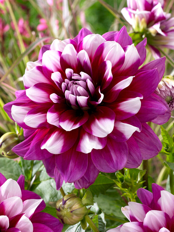Dahlia 'Patches' Dahlia-knölar