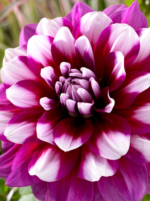 Dahlia 'Patches' Dahlia-knölar av högsta kvalitet