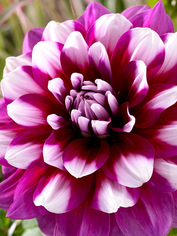 Dahlia 'Patches' Dahlia-knölar av högsta kvalitet