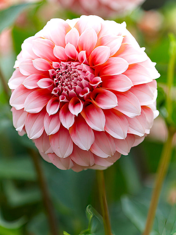 Dekorativ dahlia ‘Peaches’ i full blom