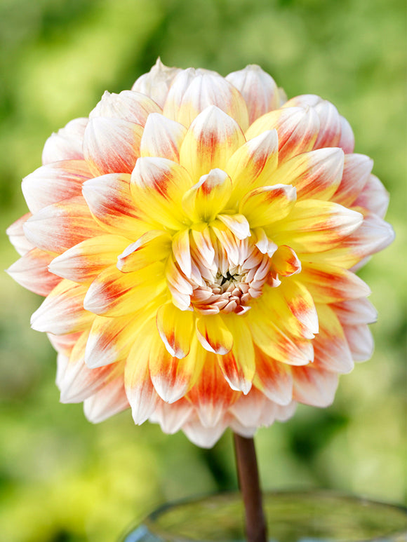 Dahlia Peaches and Cream | DutchGrown™ Sverige