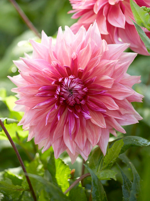 Dahlia ‘Penhill Dark Monarch’ med stora vågiga blommor i rabatten