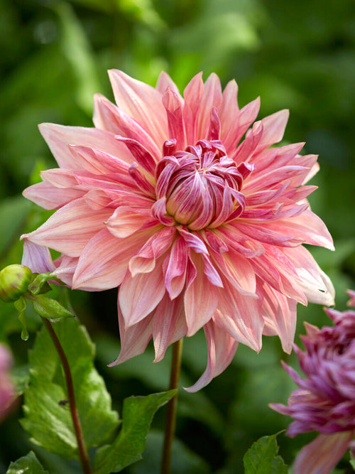 Närbild på Dahlia ‘Penhill Dark Monarch’ med plommon- och aprikosnyanser