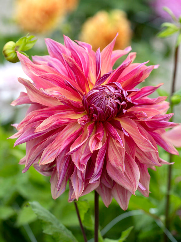 Dinnerplate-dahlia ‘Penhill Dark Monarch’ i sensommarljus