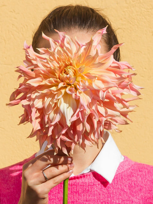 Knölar Dahlia - Köp Dahliaknölar online - Dahlia Penhill Watermelon