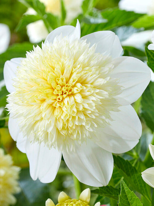 Dahlia Platinum Blonde dahliaknölar